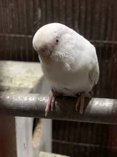 Australian