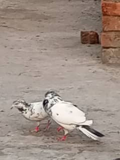 kabooter jaray for sale