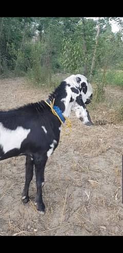 bakra for sale