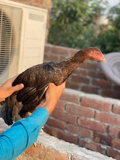 dono Pure Sahiwal breed ha