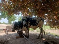 qurbani
