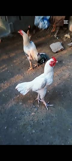 Hera aseel