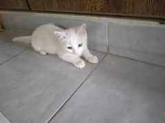 Persian Cat