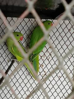 Ringneck Parrot for Sale