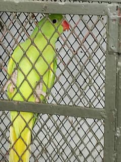 Ringneck