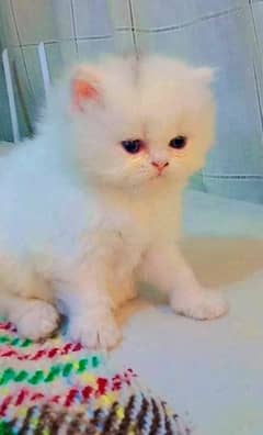Cute Kittens • Triple Coat Fluffy & Beautiful • Persian Kittens