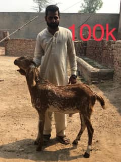 MashaAllah bakry for qurbani
