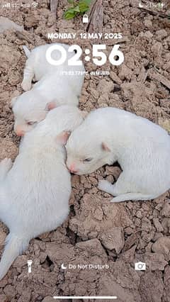 pure