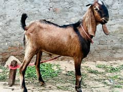 khubsurat Bakra for sale