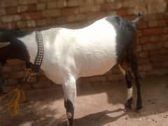 Bakri mashallah haldi butifull shindig bakri