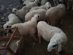 Qurbani 2025