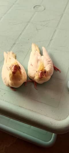 healthy and active, beautiful pair.