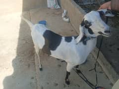 bakri