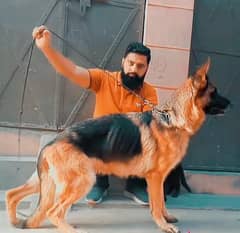 German Shepherd Female Breeder /Gsd Stock Coatt for sale