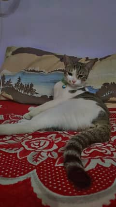 HOME CAT FRIENDLY