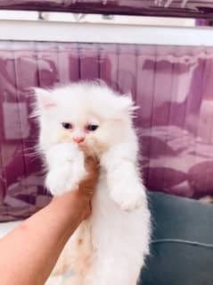 Pure