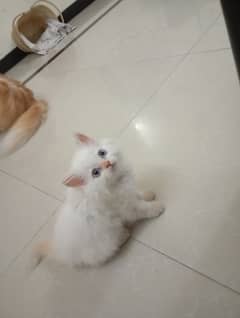 Persian pair kitten for sale