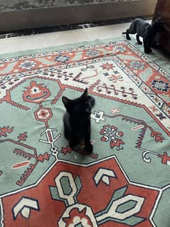 kittens for adoption in Lahore