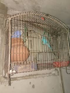 Australian parrots  3 pair+1 single total 7