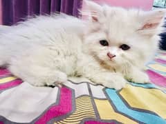 MashaAllah full train triple coat kittens. punch face baby