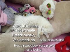 Male cat for sale