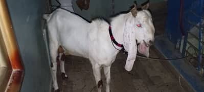 2 dant Bakra