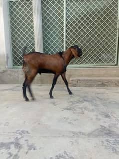 jori for sale for qurbani dunda