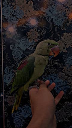 Raw Parrot male age 3 months proper self and healthy