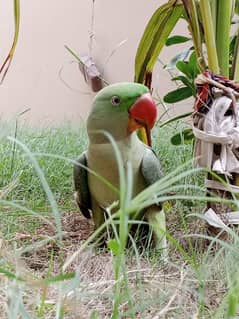 kashmiri Pahari talking parrot male