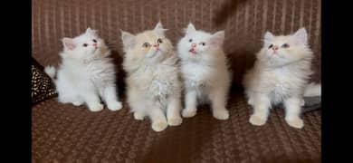 kitten kitty cats