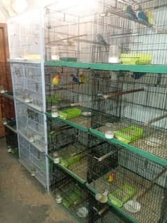 lovebird and cages setup for sale