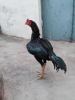 Mushka