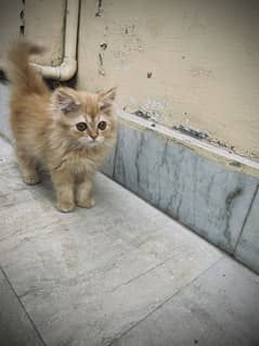 Kittens