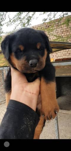 rottweiler puppy for sale