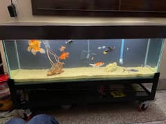 Aquarium for sale, size 4' x 1' 8mm Glass iron stand
