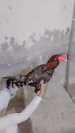 Aseel