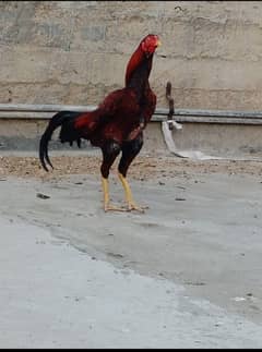 Sindhi aseel