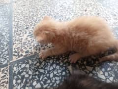 kitten for sale
