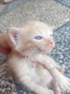 kitten for sale