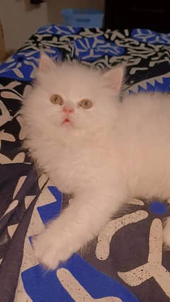 punch face kitten triple coat