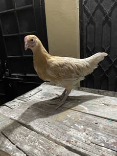 DESI HENS