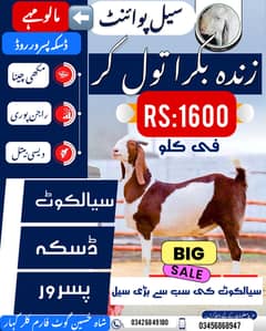 Alive weight bakra in sialkot