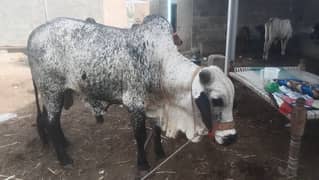 Qurbani ke bachare in all range