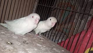 albino pair with DNA card
