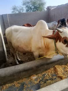 bulls for sale