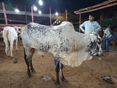 2 daant Qurbani k liay khubsoorat bachra  watsap no 03172580580