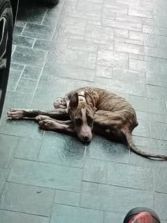 bully puppy                         gultair