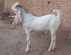 Bakra