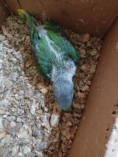 parrot