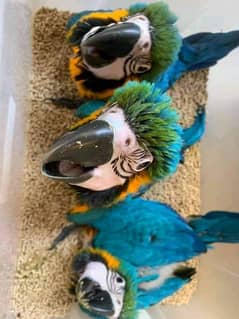 Blue macaw parrot chick 03291940714